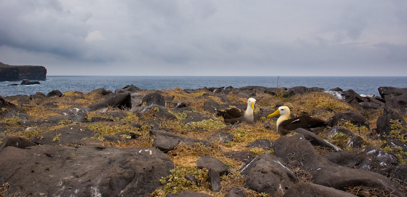 Waved Albatross At Cliffs Edge